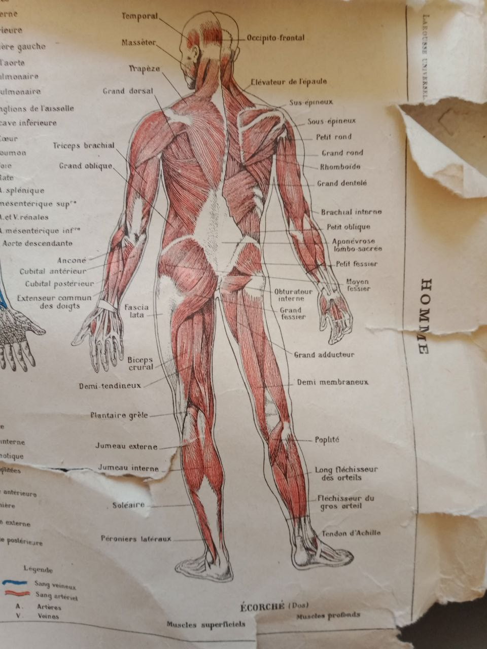 Membre de la compagnie